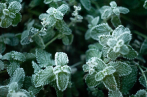 tuin goed voorbereid de winter in
