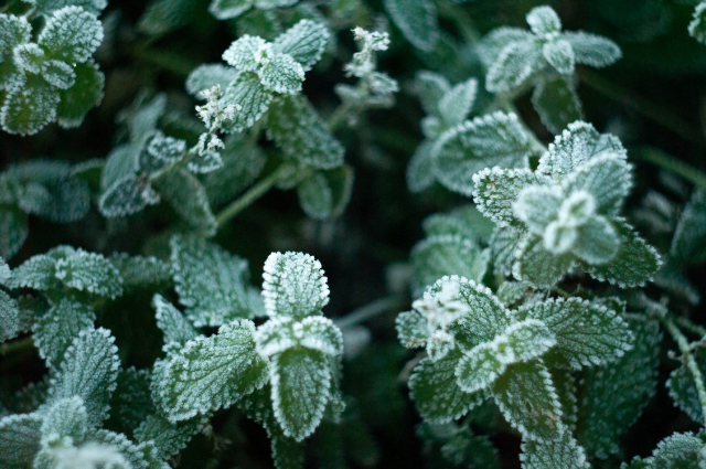 tuin goed voorbereid de winter in